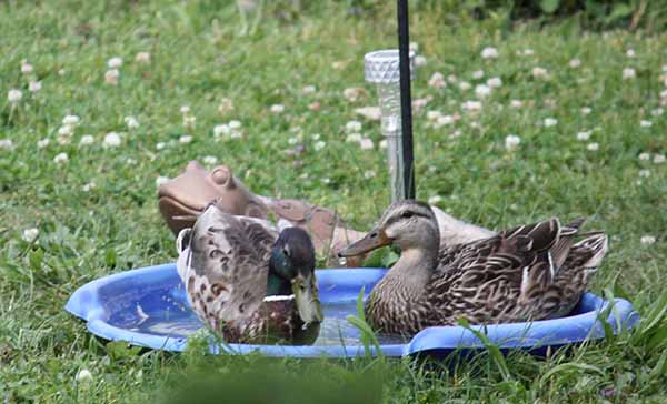 silver-creek-estates-ducks